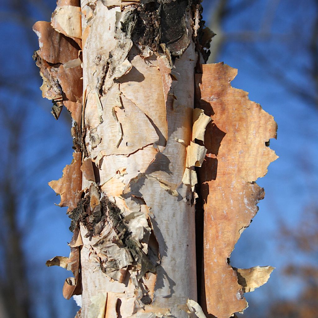 Betula nigra - Schwarz-Birke