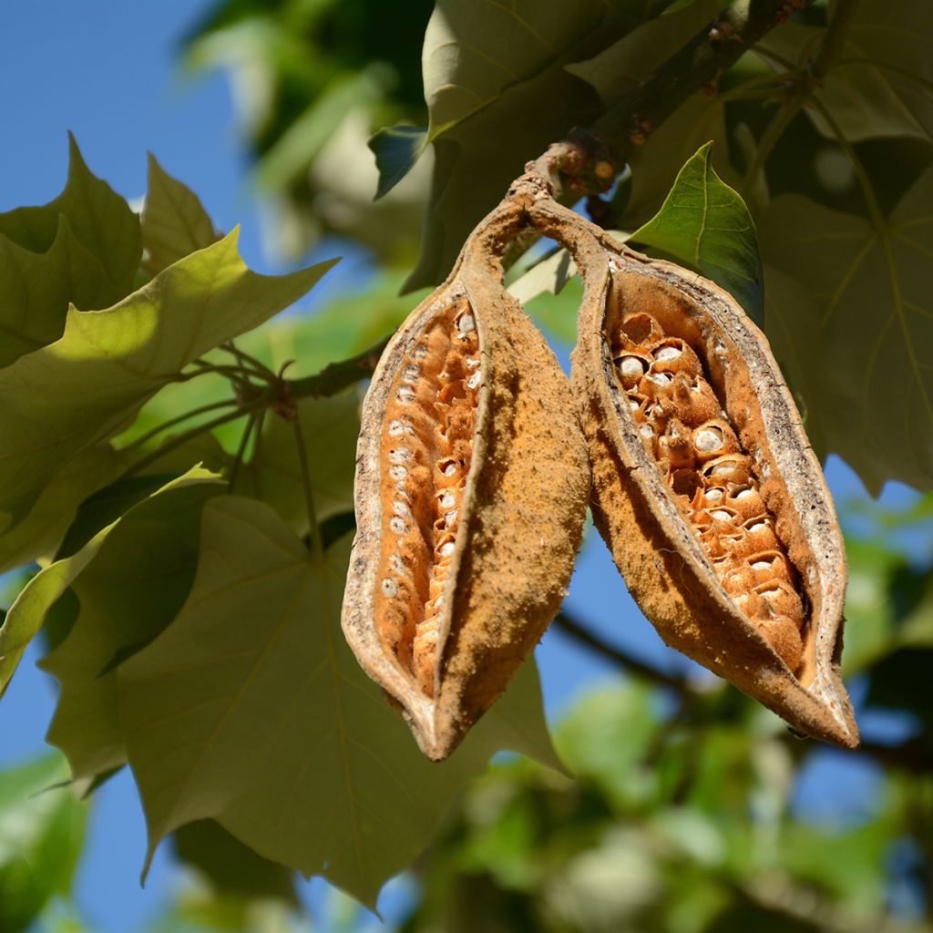 Brachychiton discolor - Flaschenbaum
