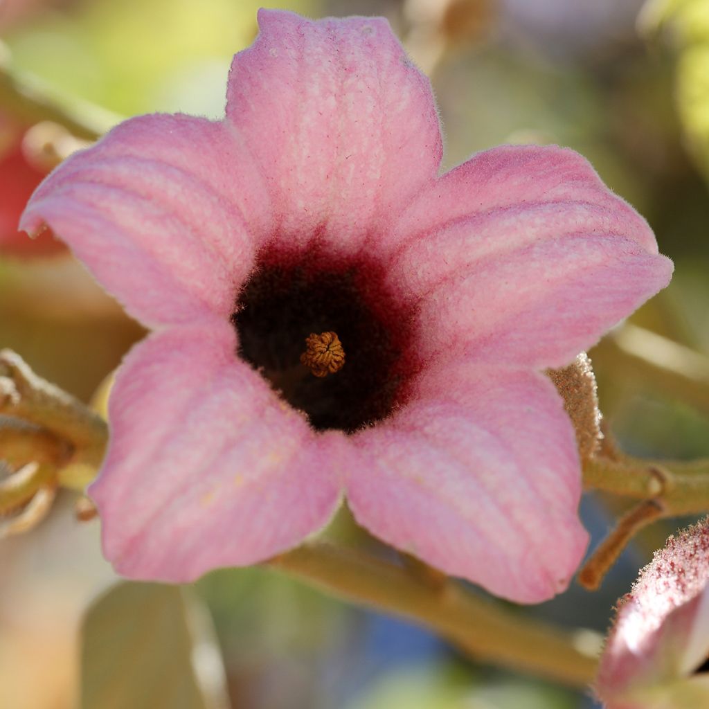 Brachychiton discolor - Flaschenbaum