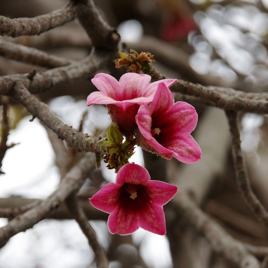Brachychiton discolor - Flaschenbaum
