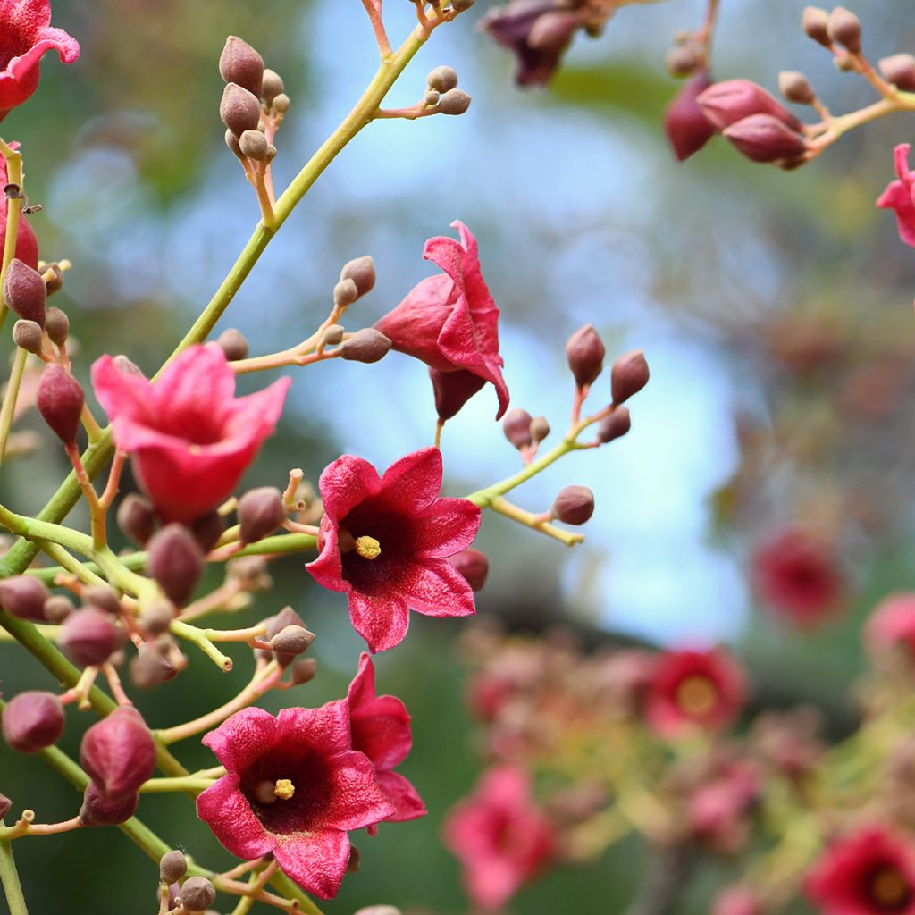 Brachychiton discolor - Flaschenbaum