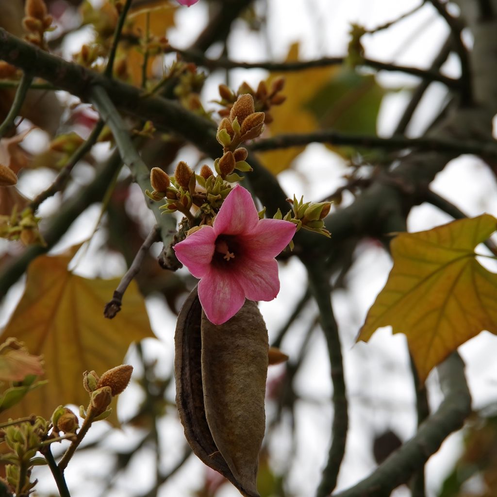 Brachychiton discolor - Flaschenbaum