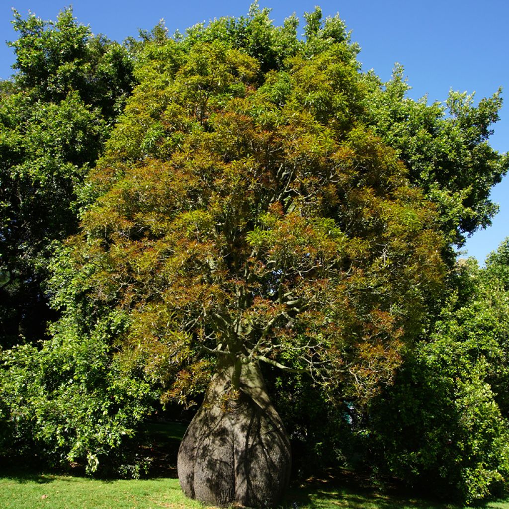 Brachychiton rupestris - Flaschenbaum
