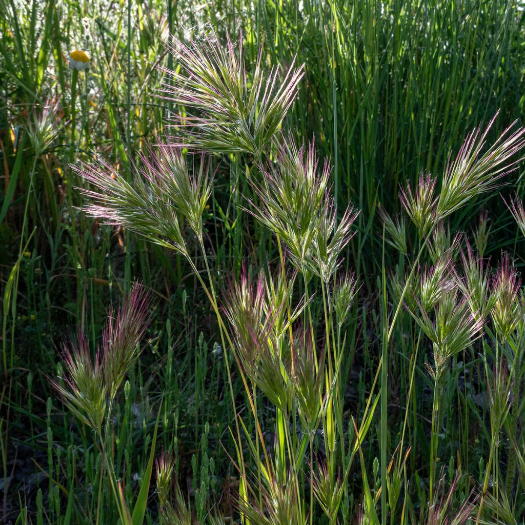 Bromus rubens (Samen) - Rote-Trespe