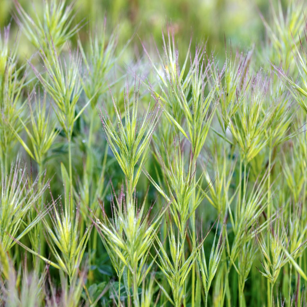 Bromus rubens (Samen) - Rote-Trespe