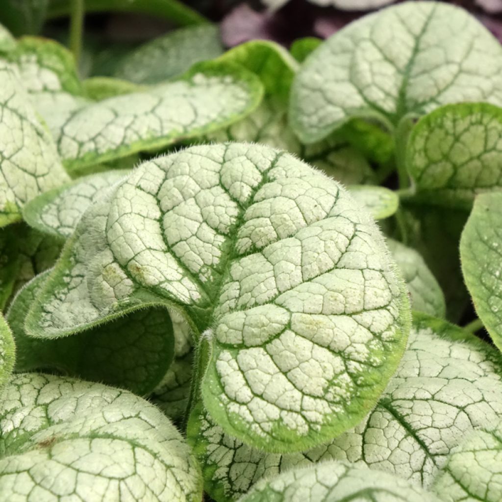 Brunnera macrophylla Silver Heart - Kaukasus-Vergißmeinnicht