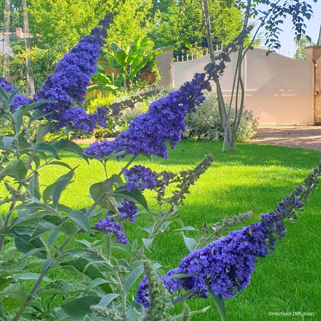 Buddleja davidii Rêve de Papillon Blue - Sommerflieder