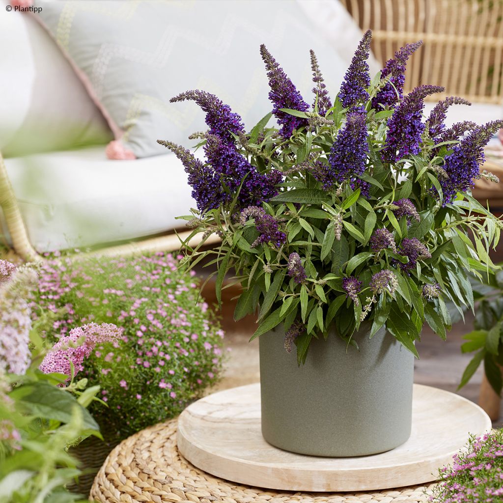 Buddleja davidii Butterfly Candy Little Purple - Sommerflieder