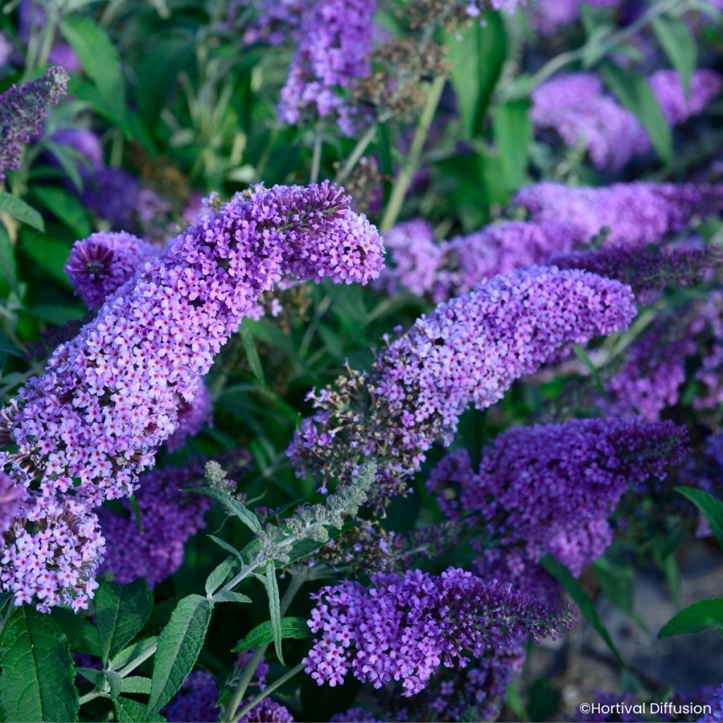 Buddleja davidii Rêve de Papillon Lavender - Sommerflieder
