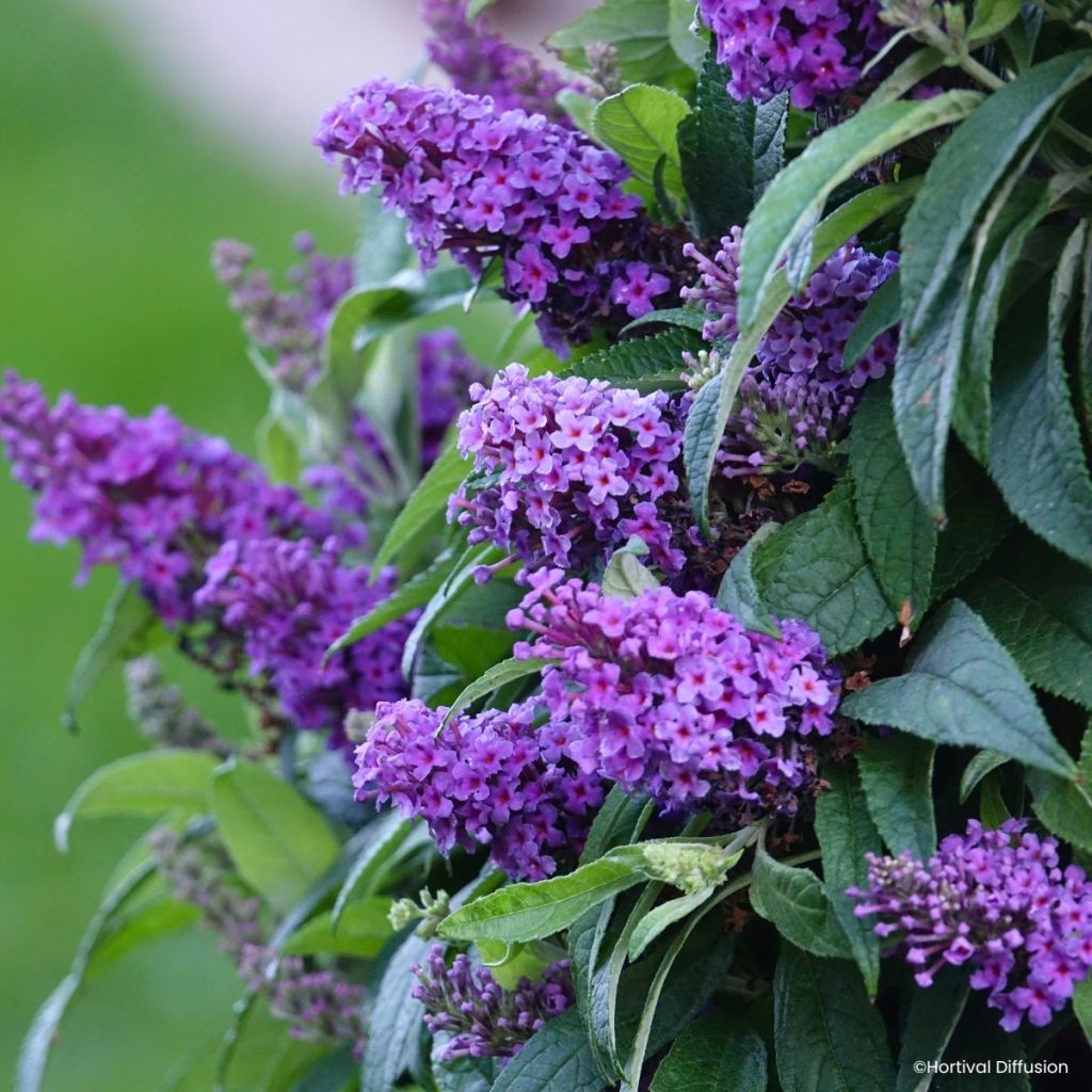 Buddleja davidii Tiny Buddy Violet - Sommerflieder