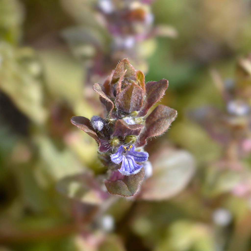 Ajuga reptans Multicolor - Kriechender Günsel