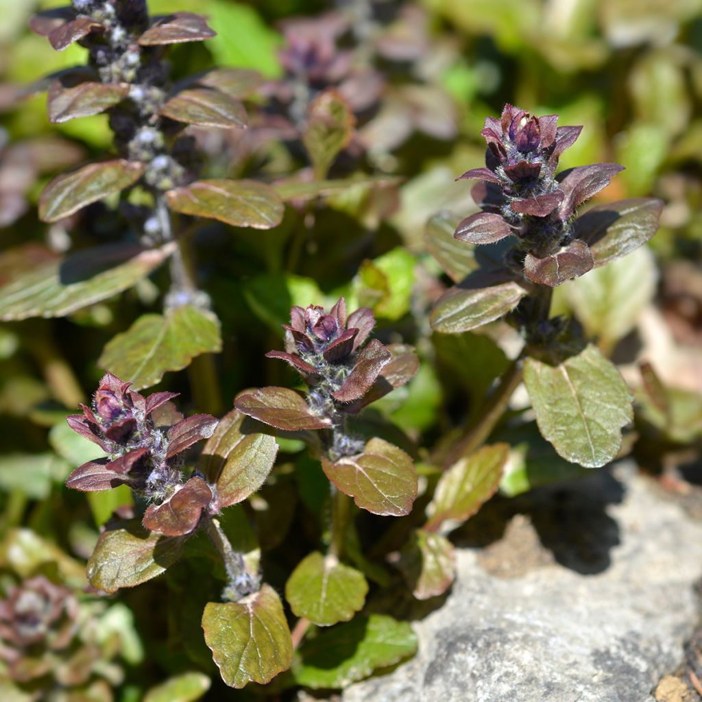Ajuga reptans Multicolor - Kriechender Günsel