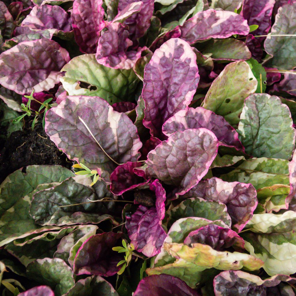 Ajuga reptans Multicolor - Kriechender Günsel