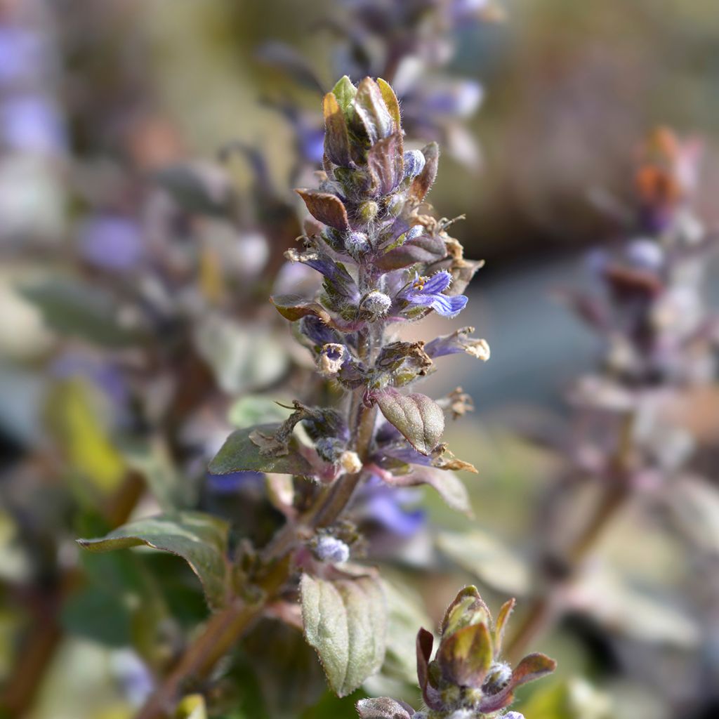 Ajuga reptans Multicolor - Kriechender Günsel