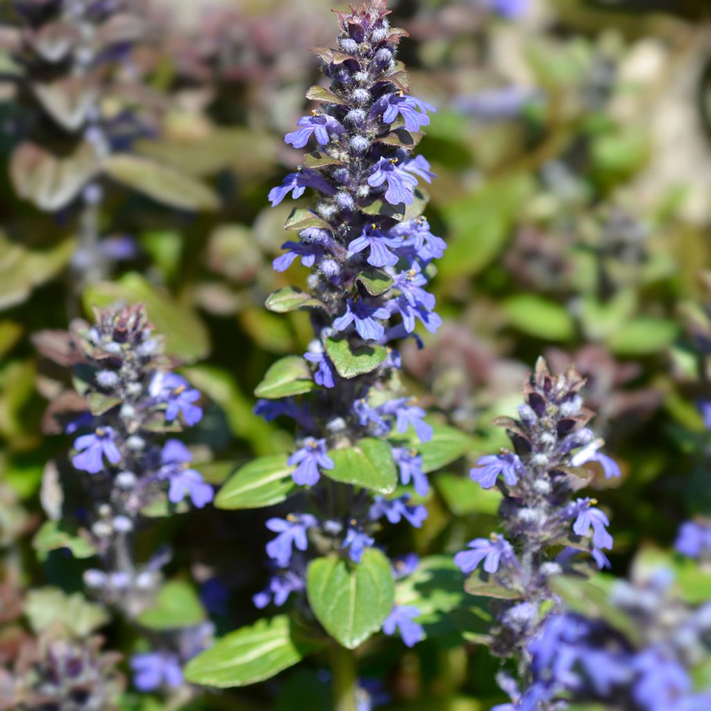 Ajuga reptans Multicolor - Kriechender Günsel