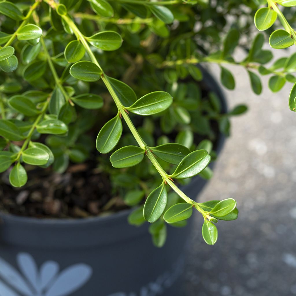 Buis - Buxus Betterbuxus Renaissance
