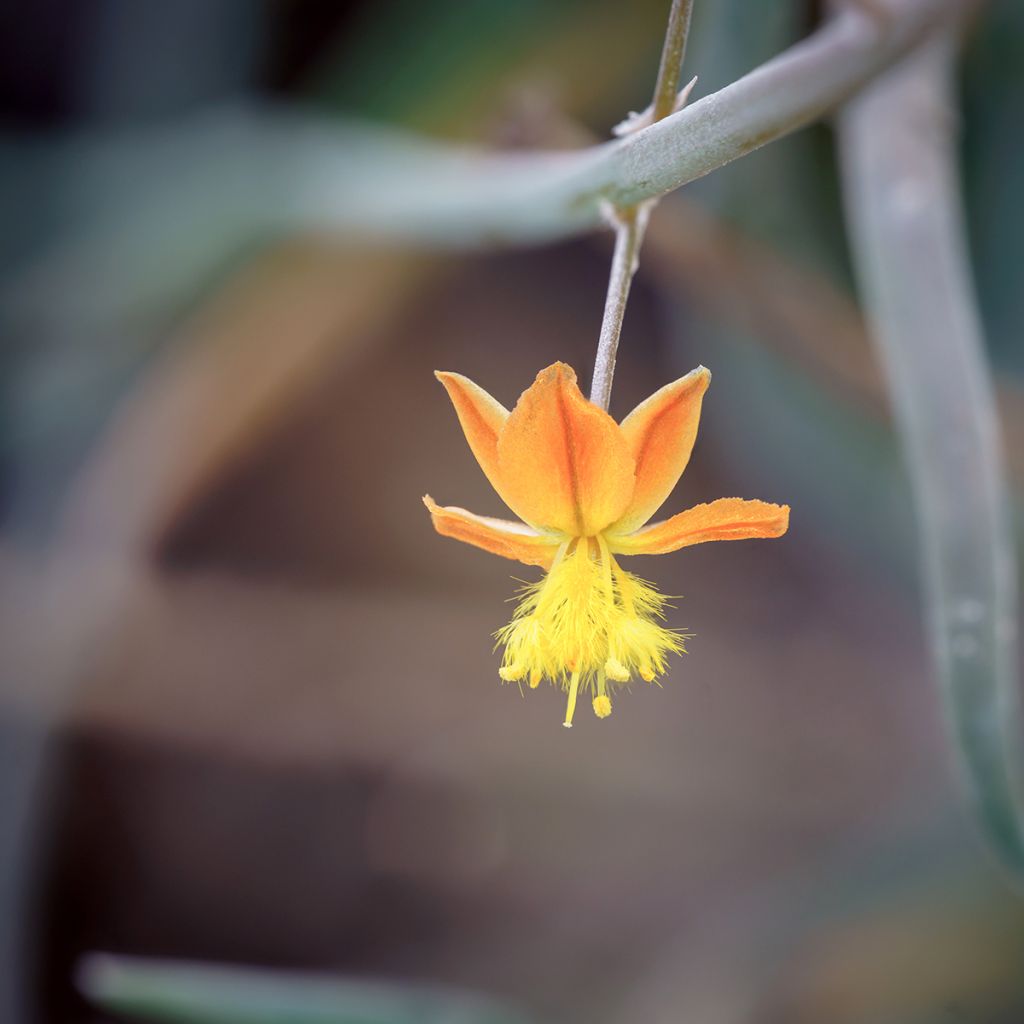 Bulbine frutescens - Katzenschwanzpflanze