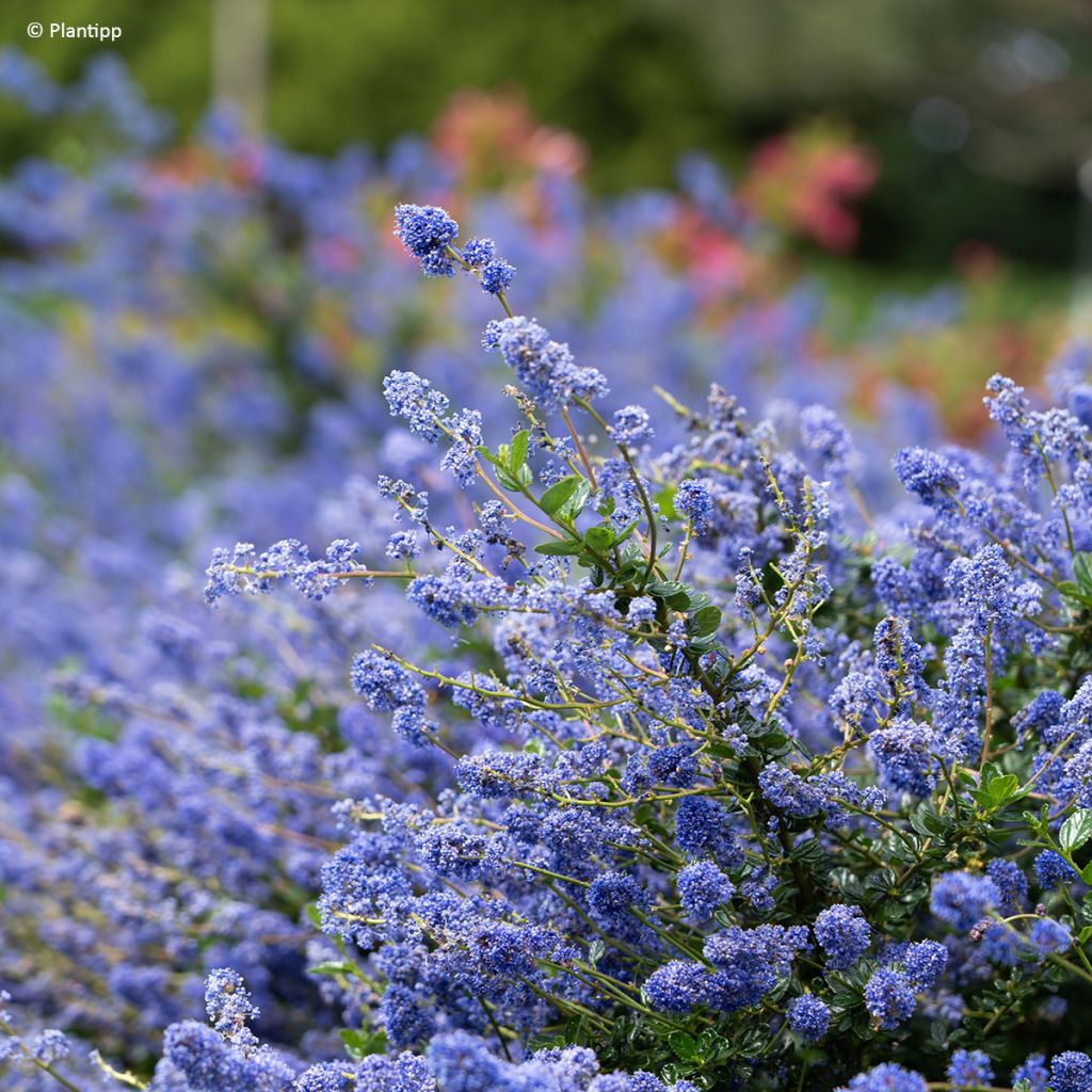 Säckelblume Pacific Wave - Ceanothus