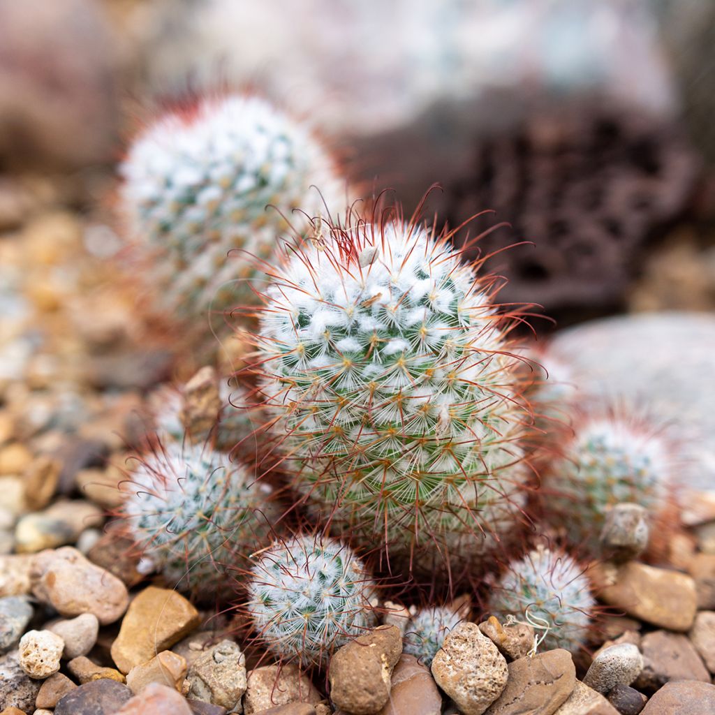 Kaktus - Mammillaria bombycina