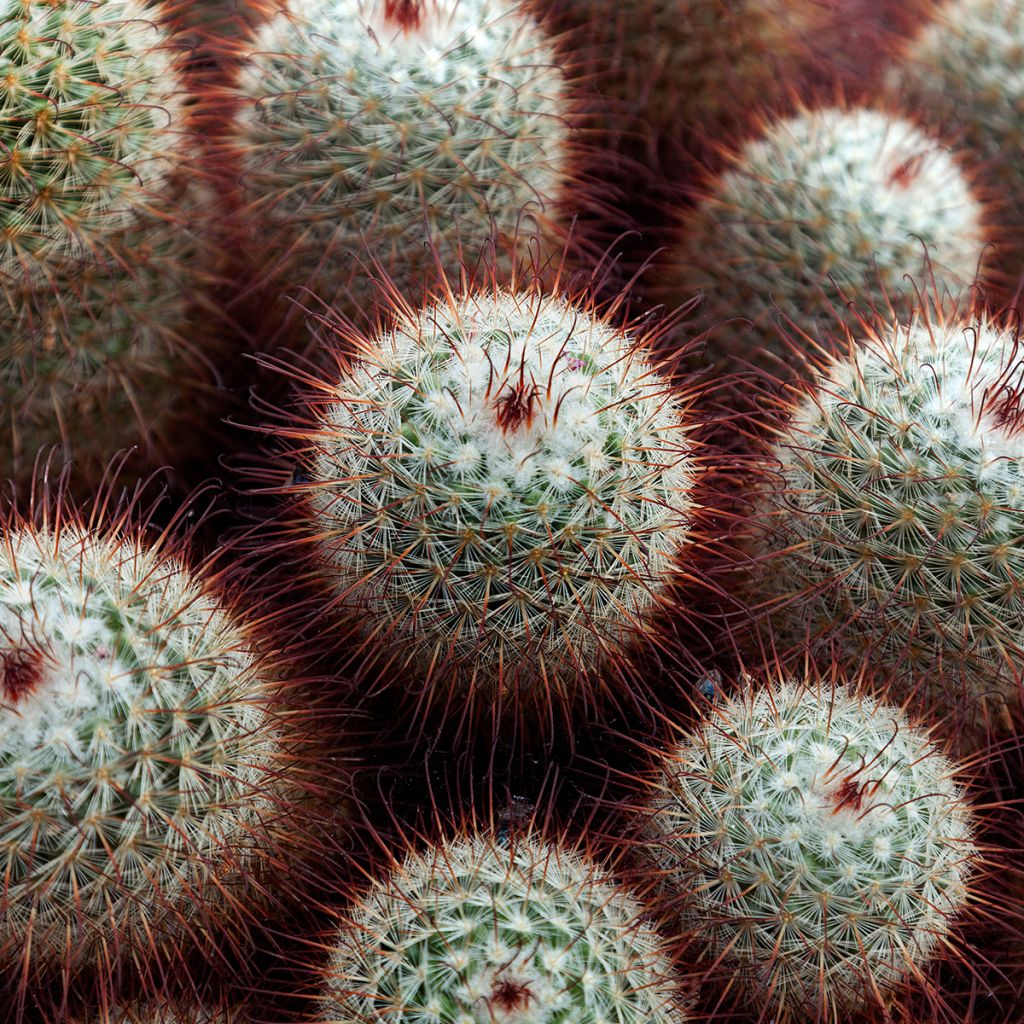 Kaktus - Mammillaria bombycina