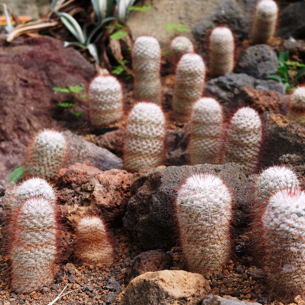 Kaktus - Mammillaria bombycina