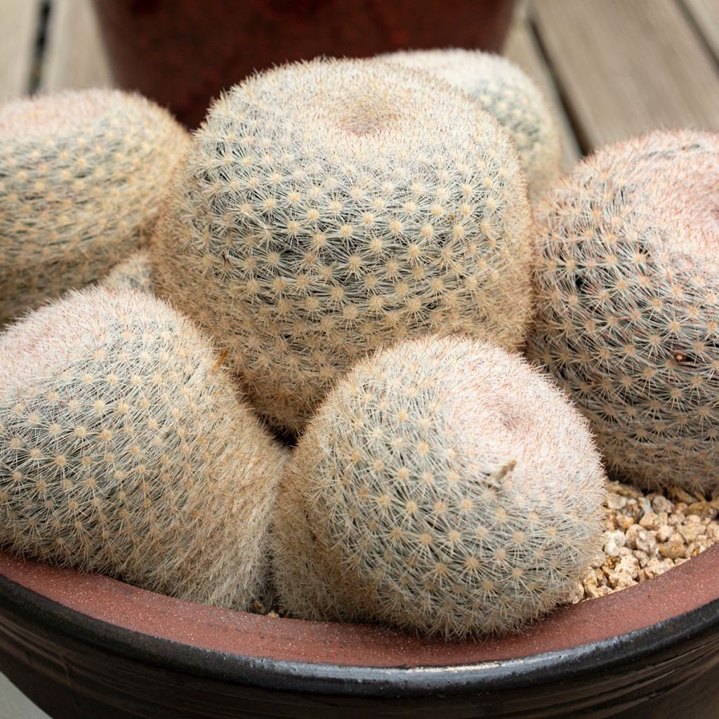 Kaktus - Mammillaria candida