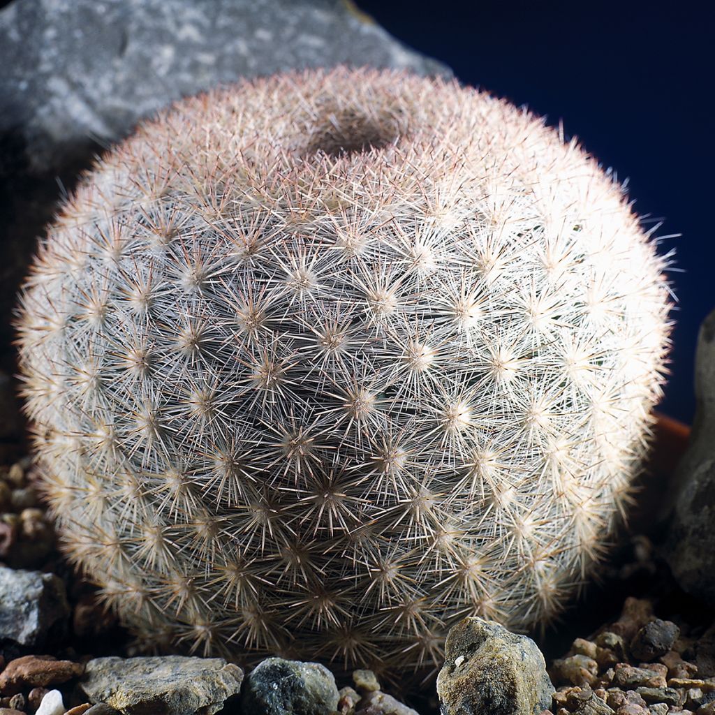 Kaktus - Mammillaria candida