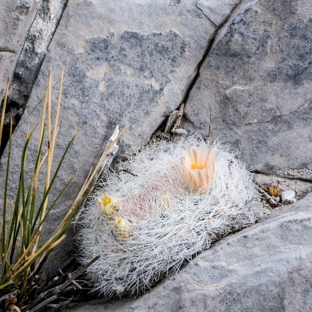 Kaktus - Mammillaria candida