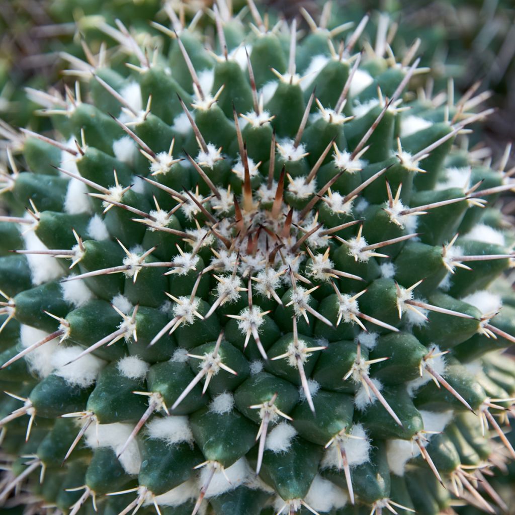 Kaktus - Mammillaria nejapensis Silver Arrows