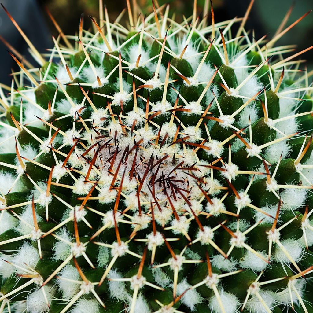 Kaktus - Mammillaria nejapensis Silver Arrows