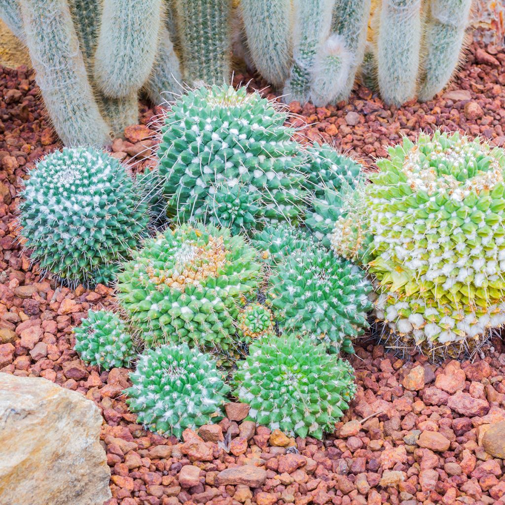 Kaktus - Mammillaria nejapensis Silver Arrows