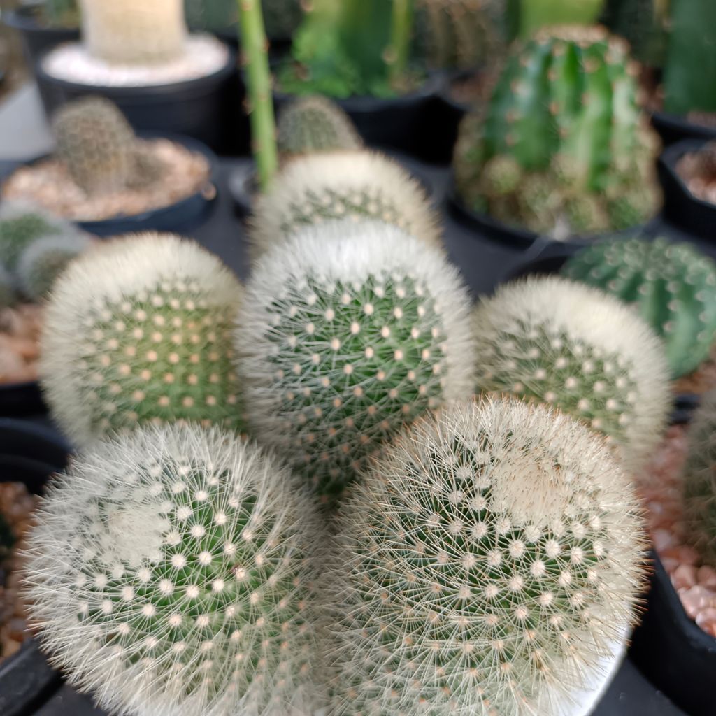 Kaktus - Mammillaria pilcayensis