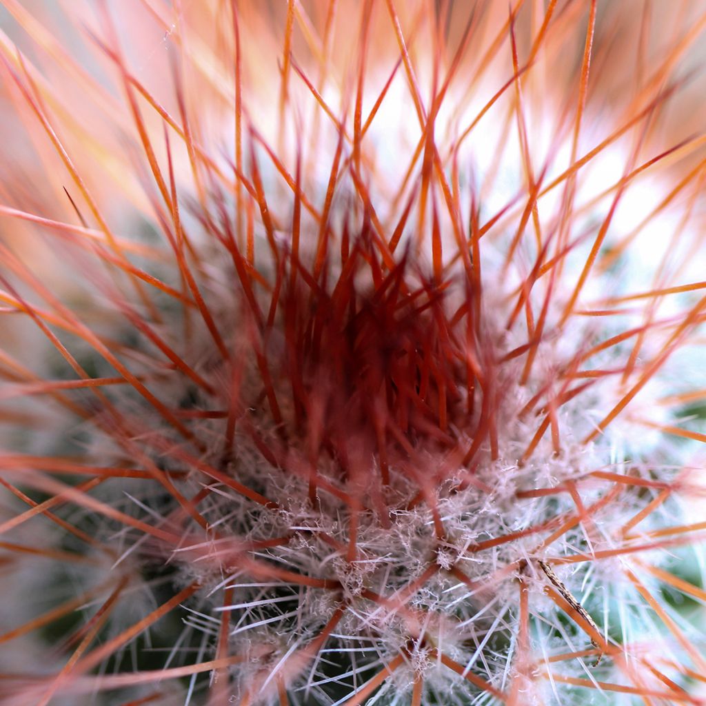 Kaktus - Mammillaria spinosissima f. rubrispina 