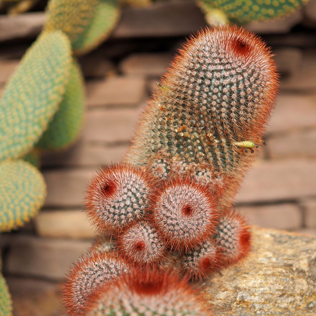 Kaktus - Mammillaria spinosissima f. rubrispina 