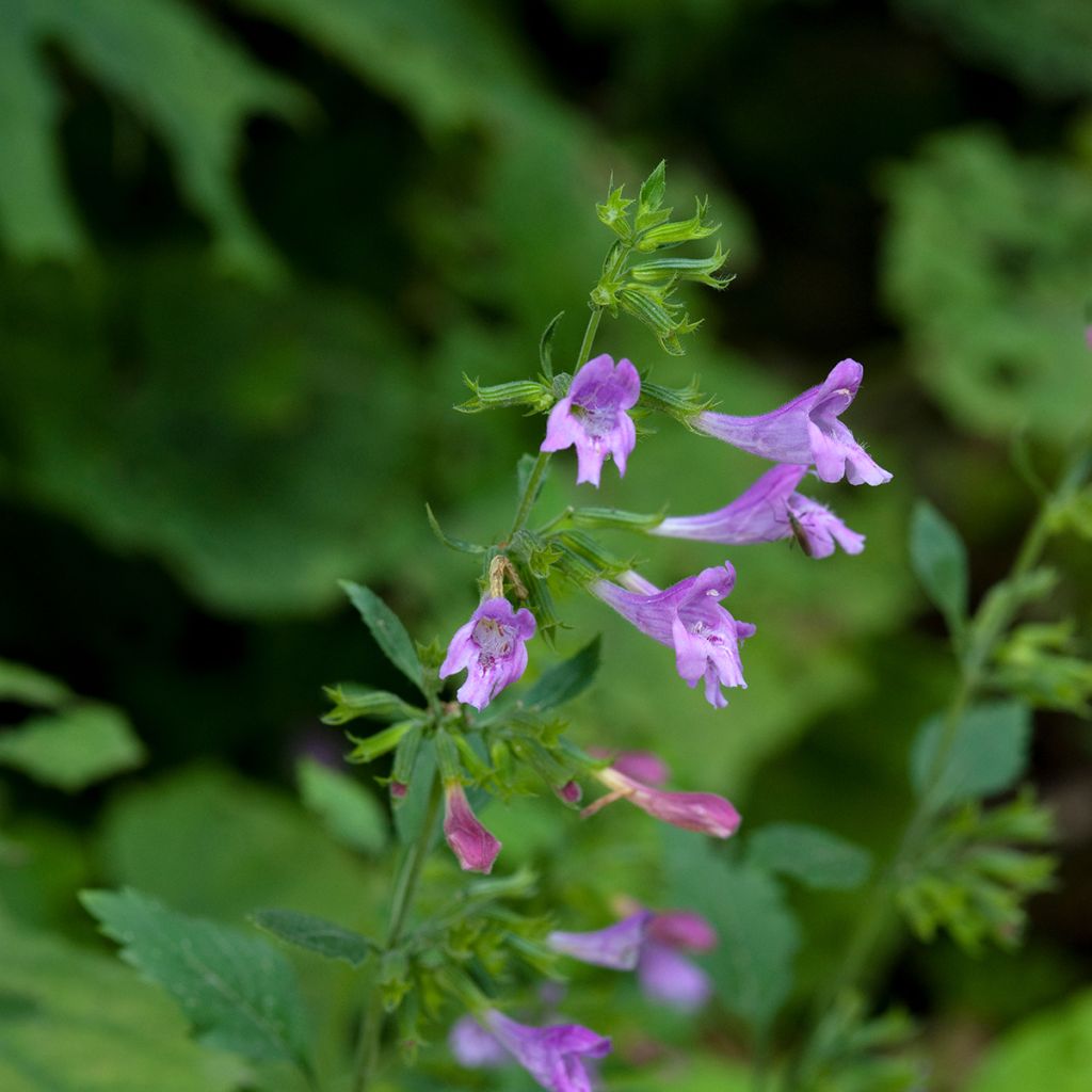 Großblütige Bergminze - Calamintha grandiflora