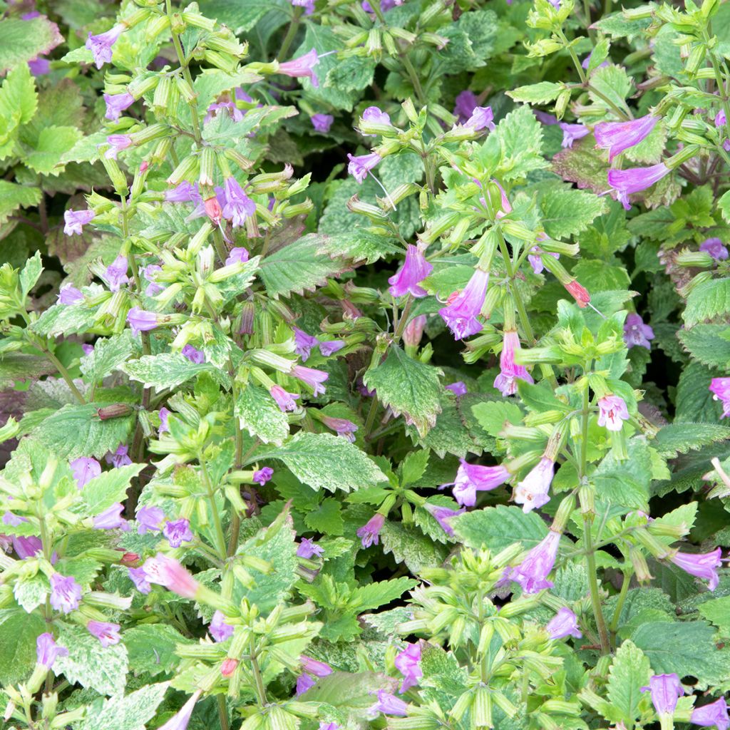 Calamintha grandiflora Variegata - Großblütige Bergminze