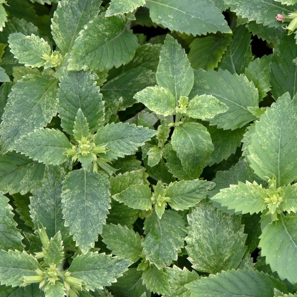 Calamintha grandiflora Variegata - Großblütige Bergminze