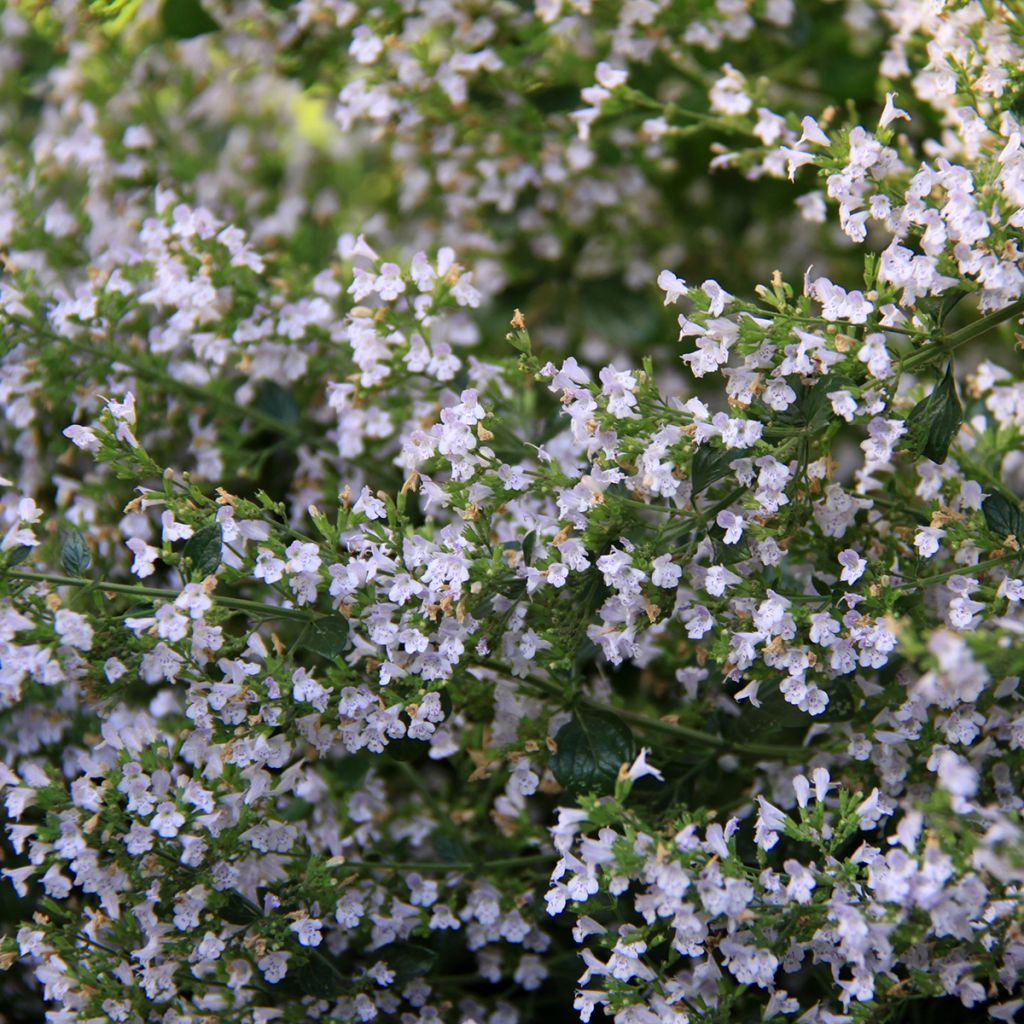 Kleine Bergminze - Calamintha nepeta