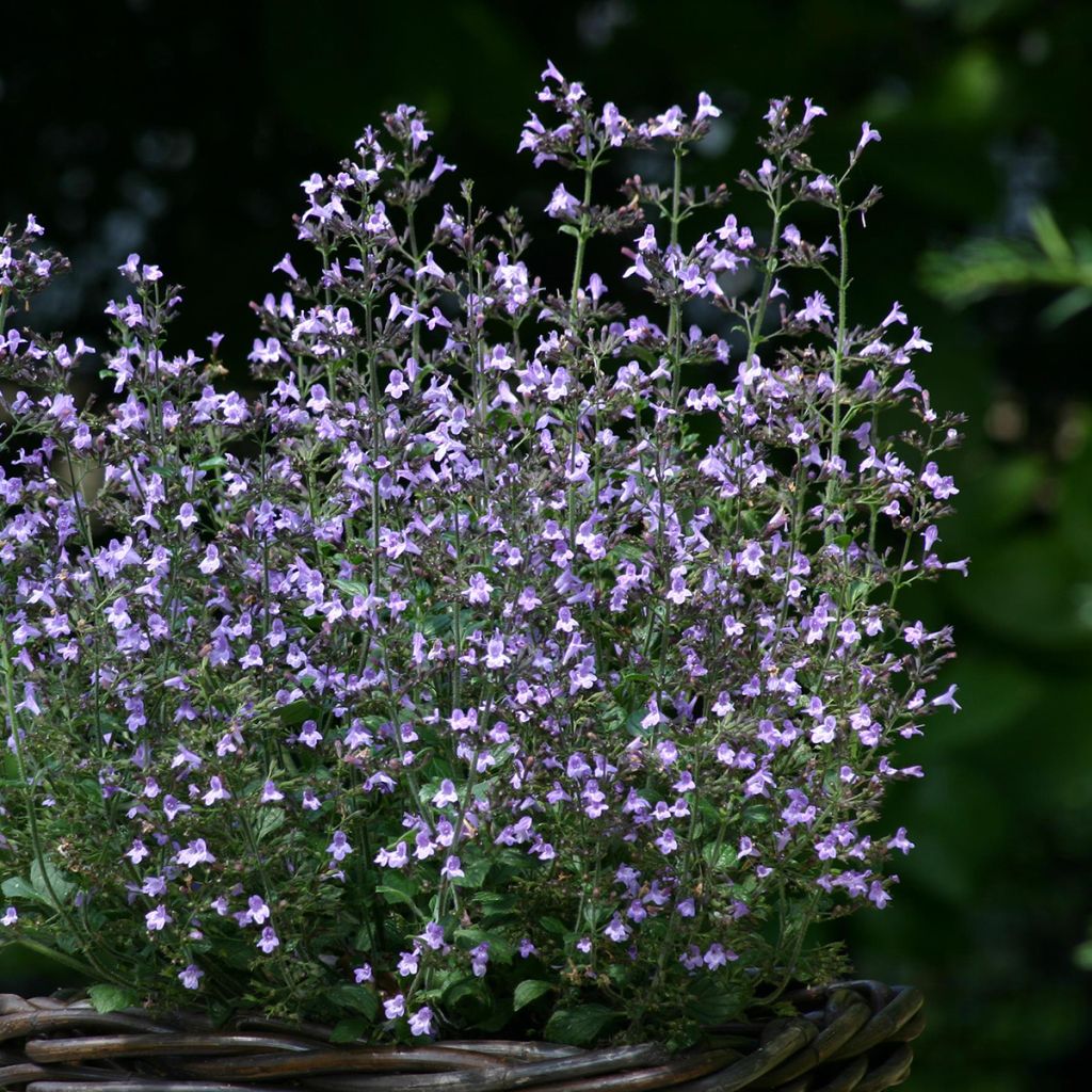 Calamintha nepeta Marvelette Blue - Kleine Bergminze