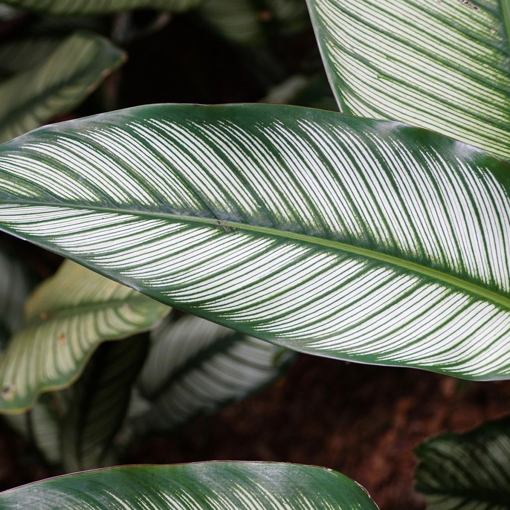 Calathea White Star