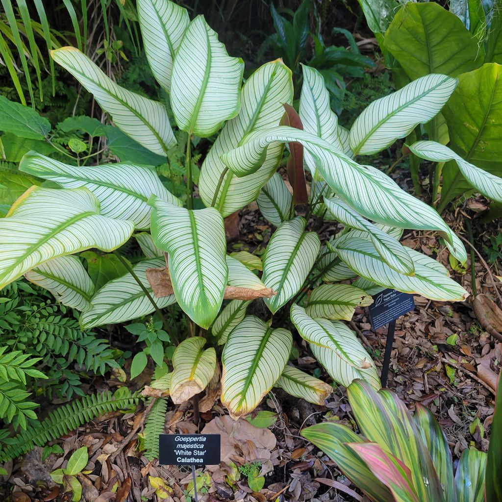 Calathea White Star