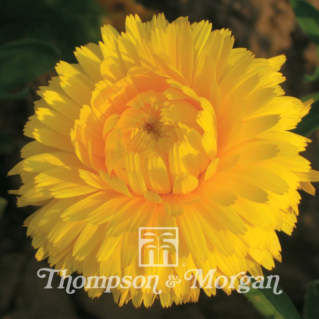 Garten-Ringelblume Chrysantha - Calendula