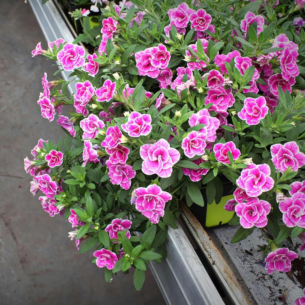 Zauberglöckchen Superbells Sweet Love - Calibrachoa