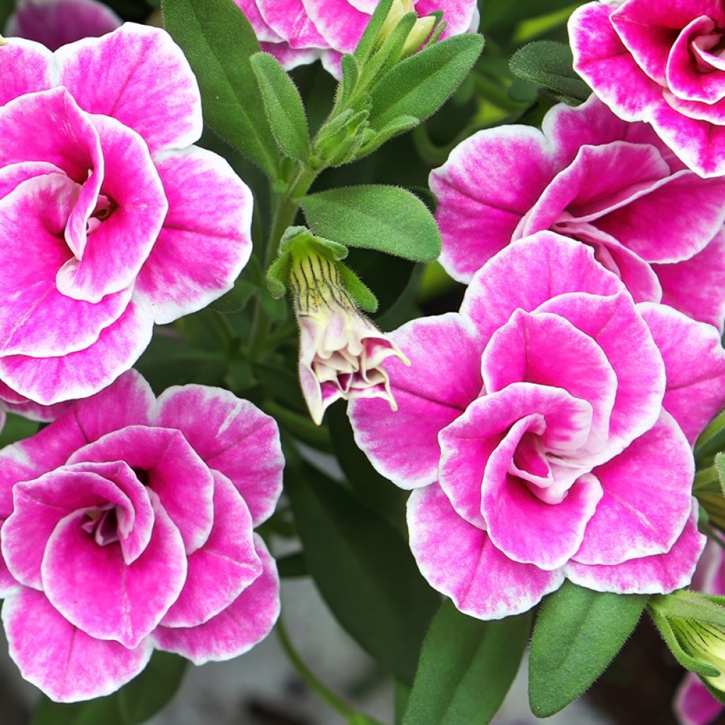 Zauberglöckchen Superbells Sweet Love - Calibrachoa