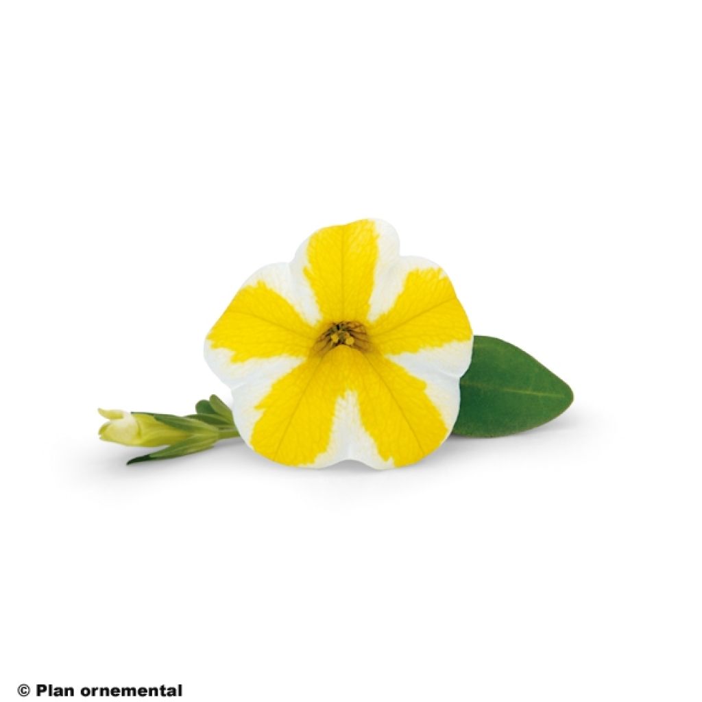 Zauberglöckchen Superbells Lemon Slice - Calibrachoa