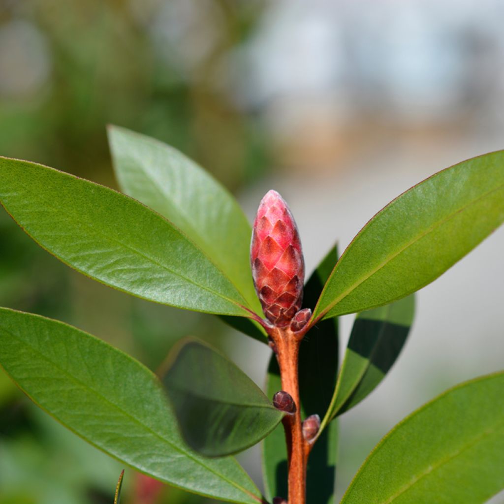 Callistemon viminalis Inferno - Zylinderputzer