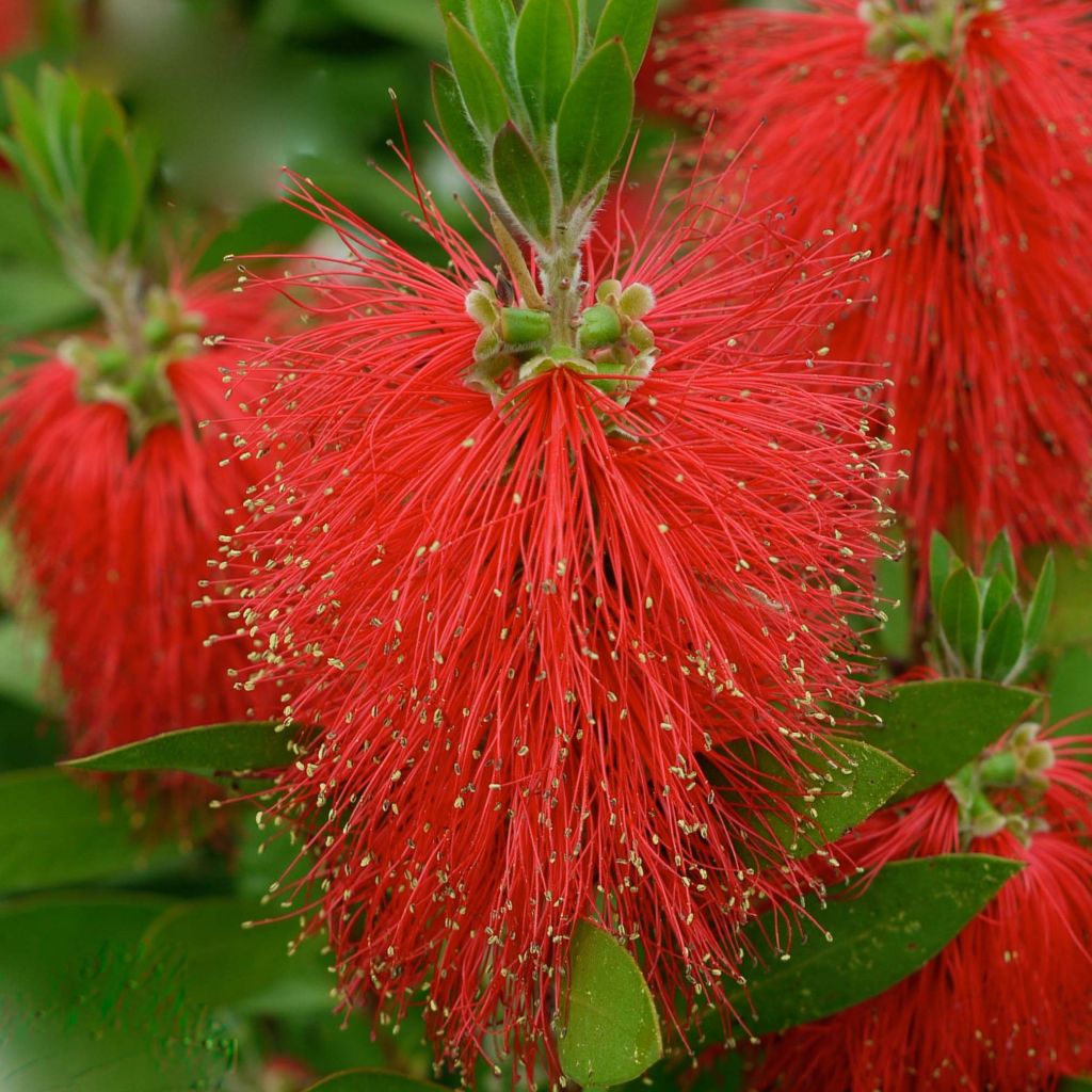 Callistemon laevis - Zylinderputzer