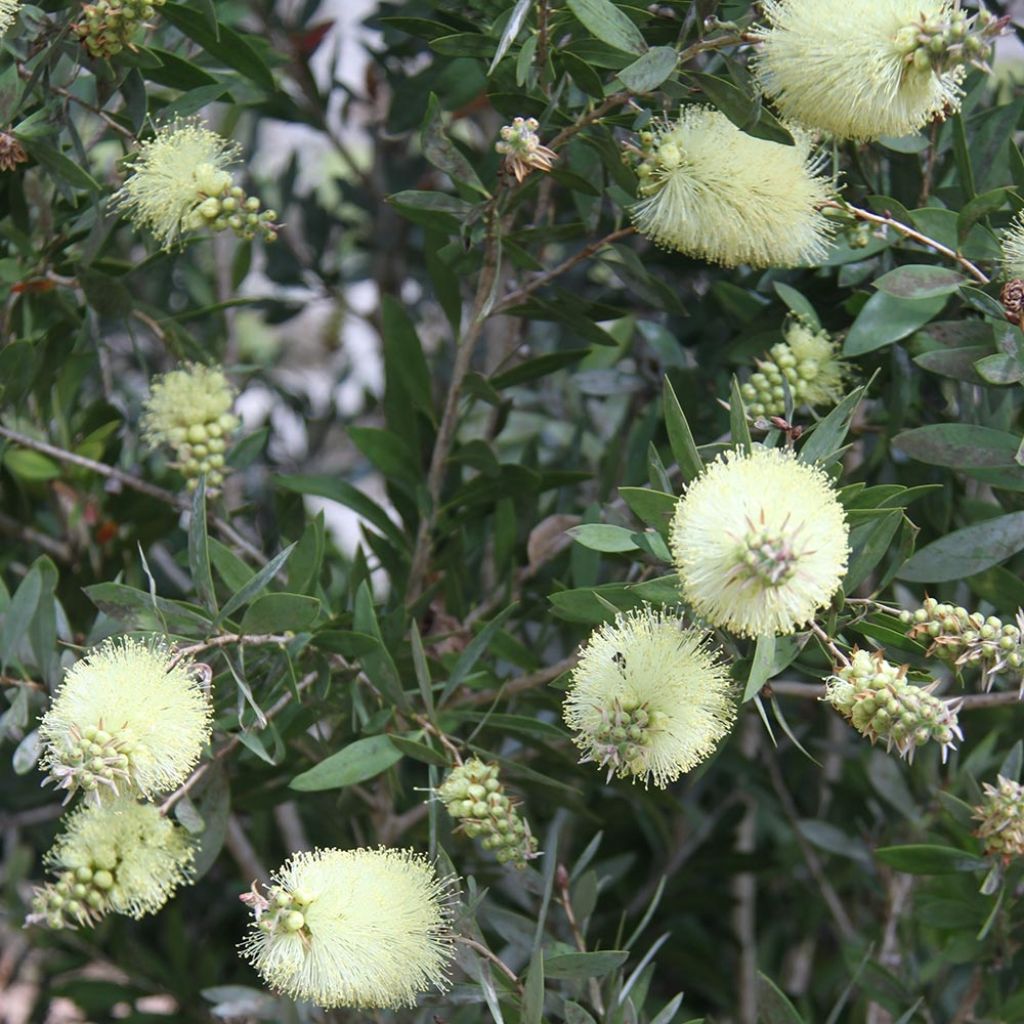 Callistemon citrinus Albus - Zylinderputzer