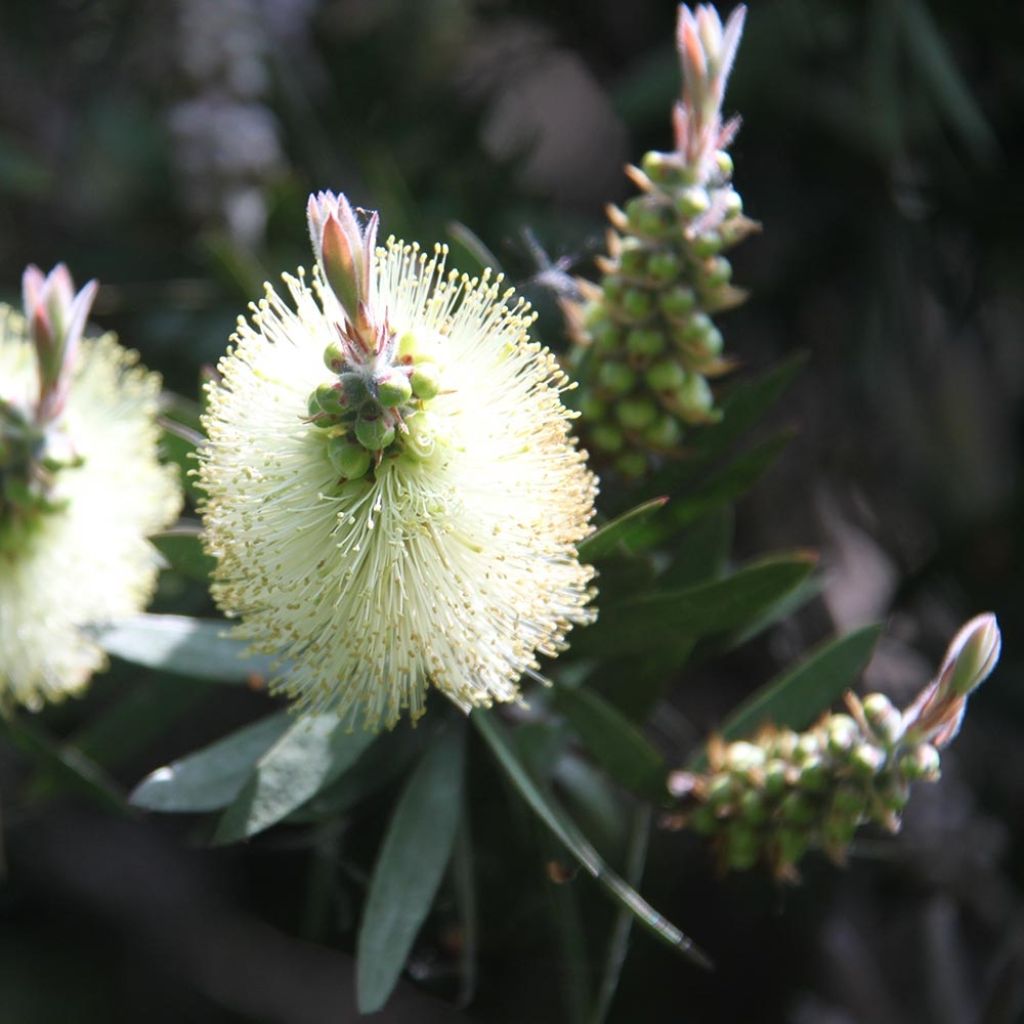 Callistemon citrinus Albus - Zylinderputzer