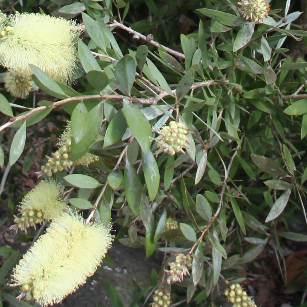 Callistemon citrinus Albus - Zylinderputzer